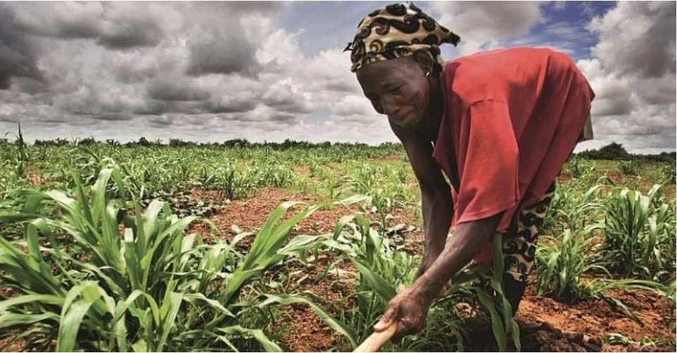 Les ONG œuvrent pour la stagnation de l'agriculture africaine - Agriculture, alimentation, santé publique... soyons rationnels