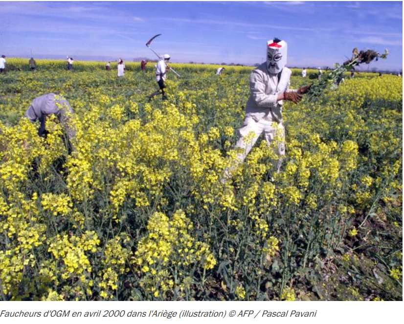 Le Scandale Du Colza Contaminé Par Un Ogm Agriculture - 