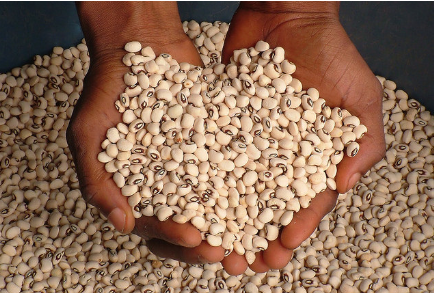 Une étude prédit que le niébé et le riz génétiquement modifiés