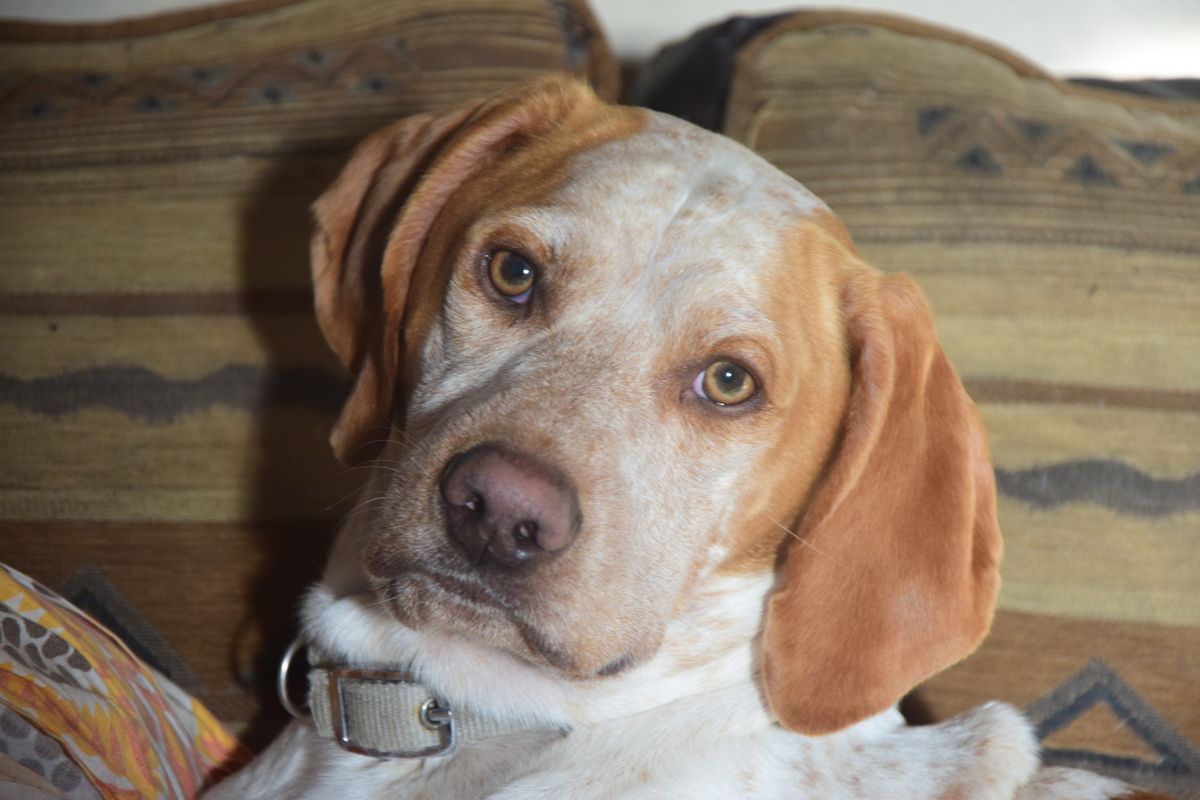 Journée Mondiale du Chien 26 août - Carpe Diem