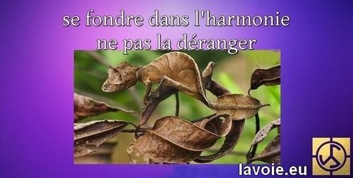 Satsang de sri hans Yoganand ji sur la spiritualité, La Voie, l'harmonie du tout et le respect.