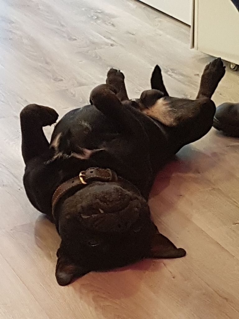 SOIGNER SON CHIEN AVEC LES PIERRES ET LES CRISTAUX - gem jewelry 