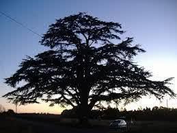 LES LARMES DES CÈDRES...