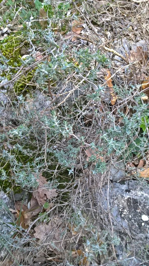 Thym en garrigue