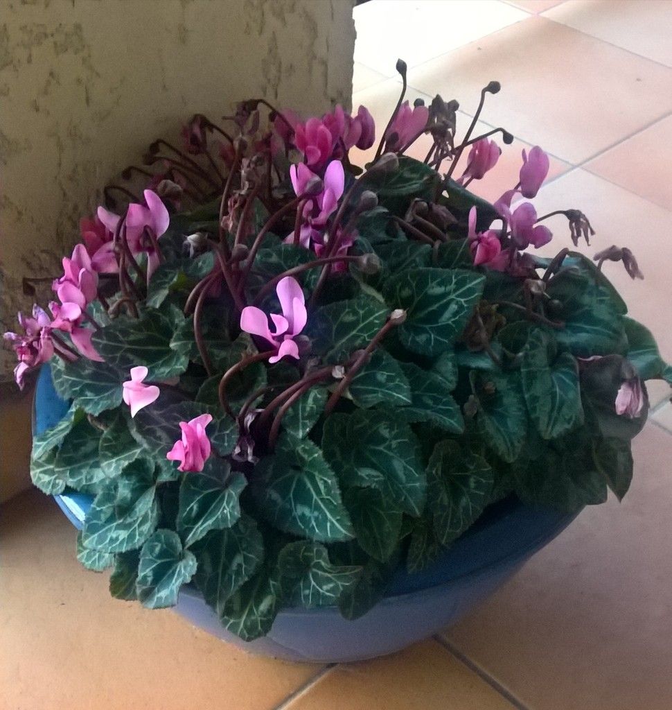 cyclamen