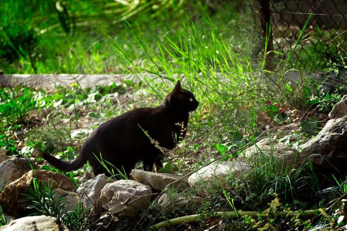 Chat dans la nature