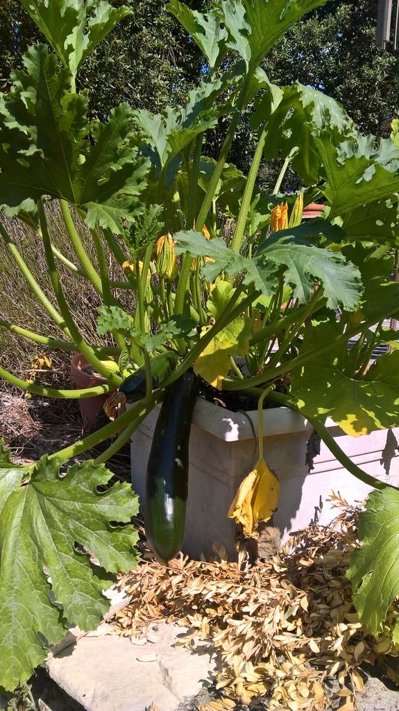De belles courgettes cultivées dans un espace restreint