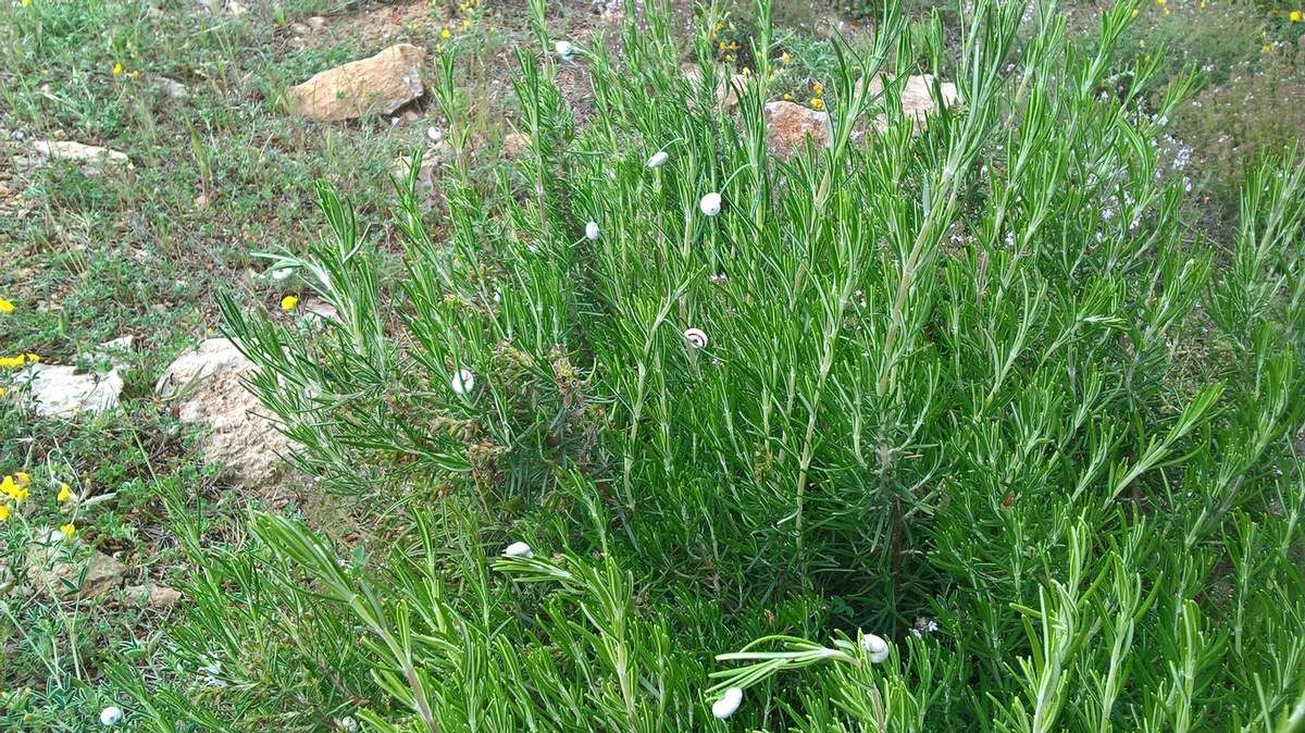 Petits escargots blancs sur du romarin