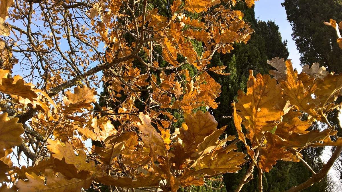 Chêne blanc à l'automne