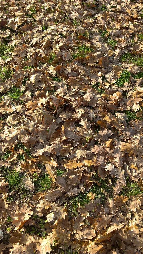 Tapis de feuilles