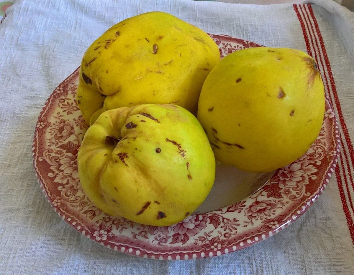 Coings
