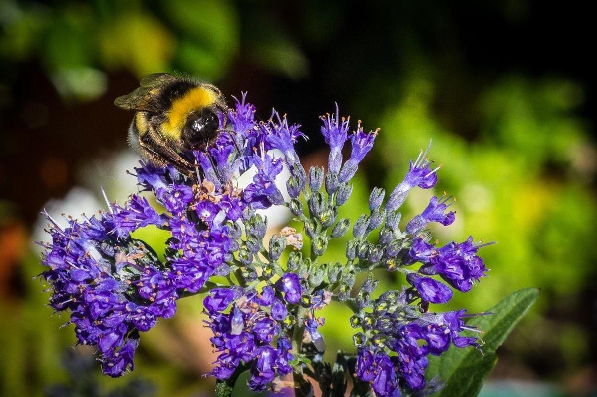 Bourdon butinant une fleur de spirée bleue (caryopteris)