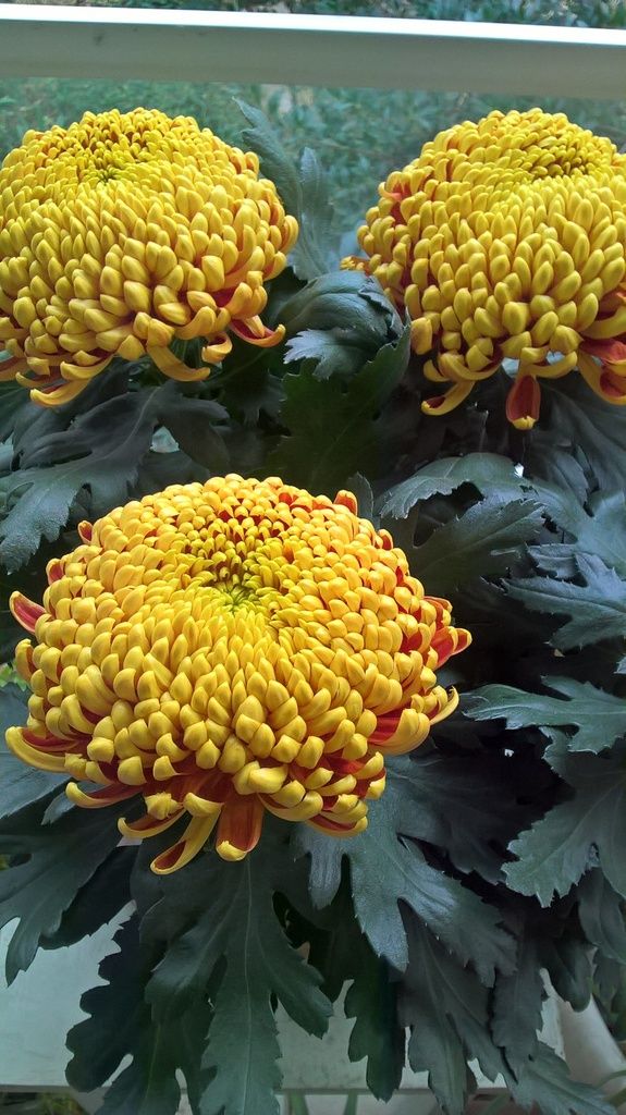fleurs d'automne potée toussaint