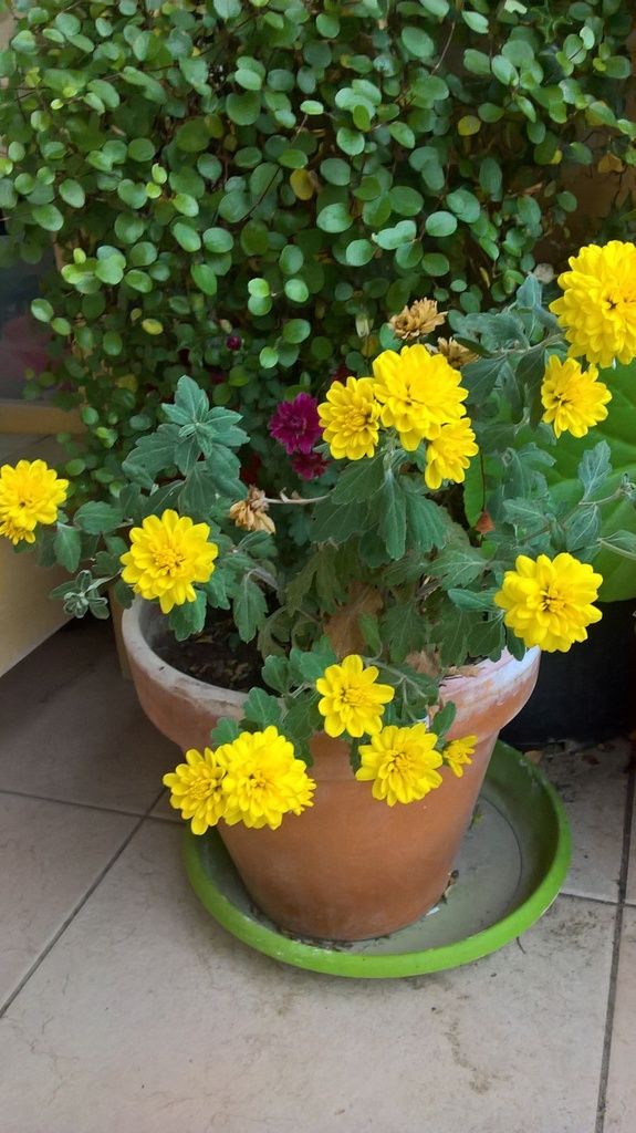 chrysanthème jaune fleurs novembre jardin