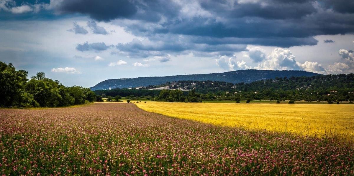 champ de blé wheat paysage 