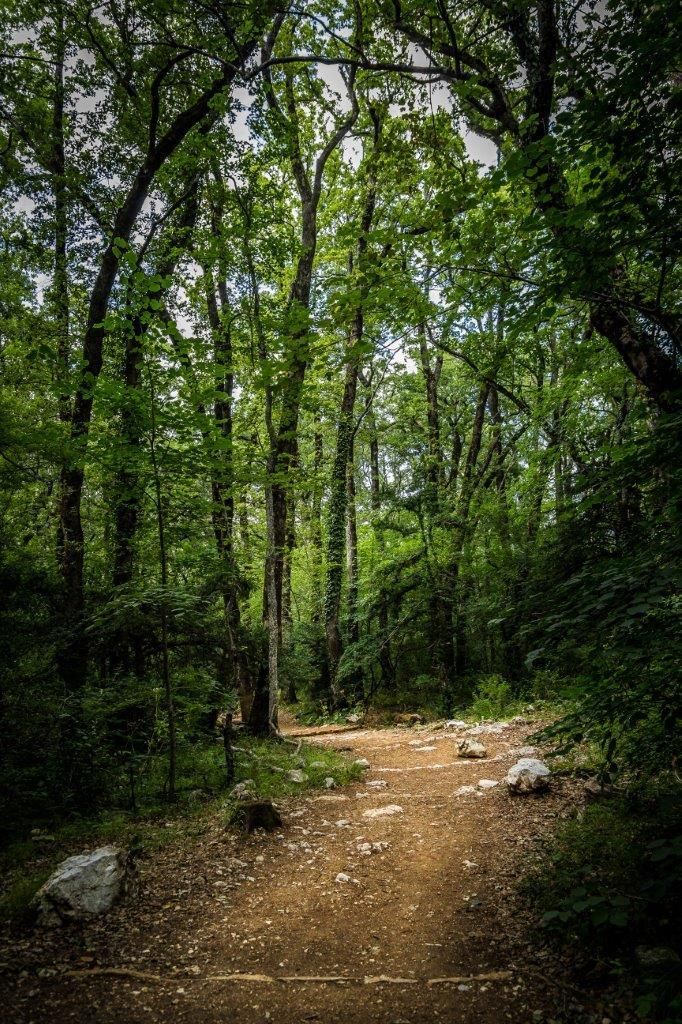 in the forest chemin forestier sainte baume gr9