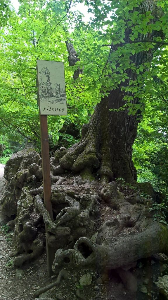 arbre remarquable tree image racines monastère silence