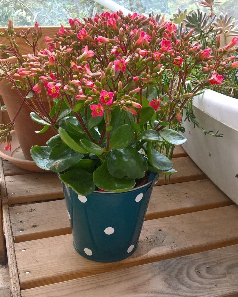 Kalanchoé original