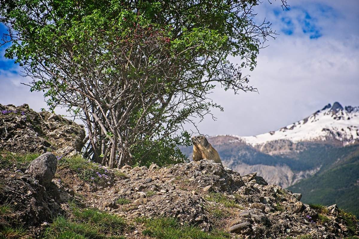 marmotte montagne 