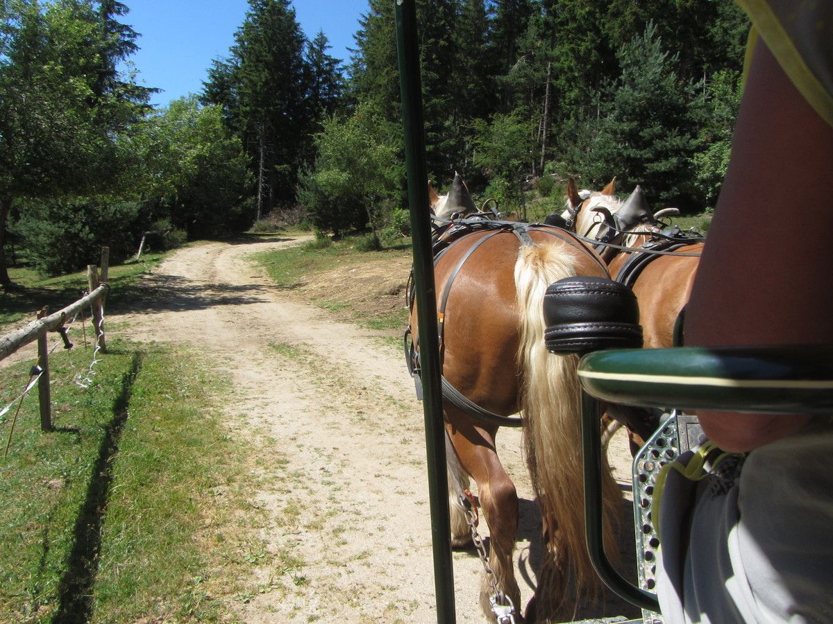 promenade bisons Margeride