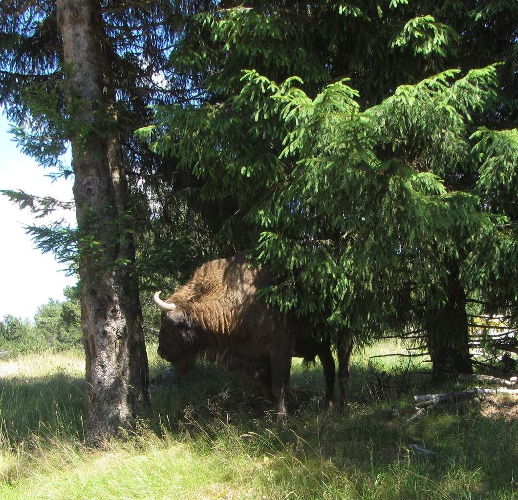 bison Lozère