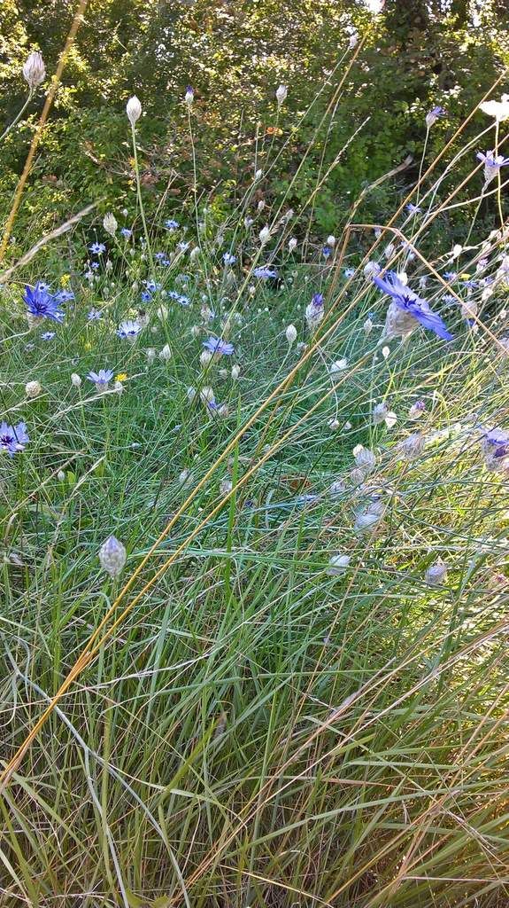 atananche