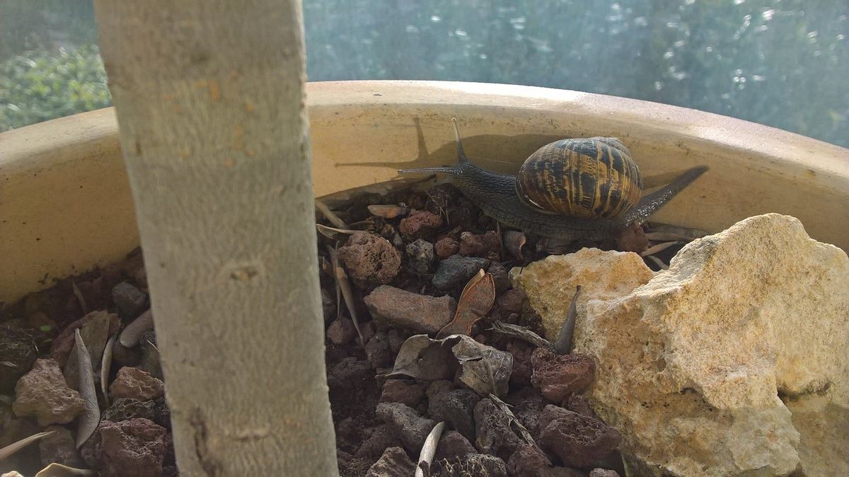 escargot dans un pot gastéropode