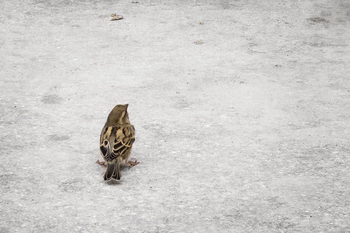 moineau