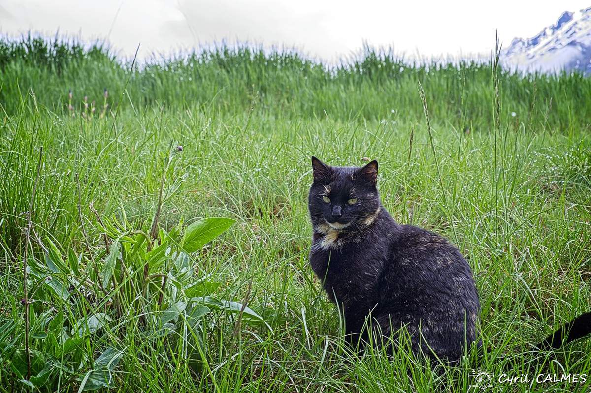 mascotte chat