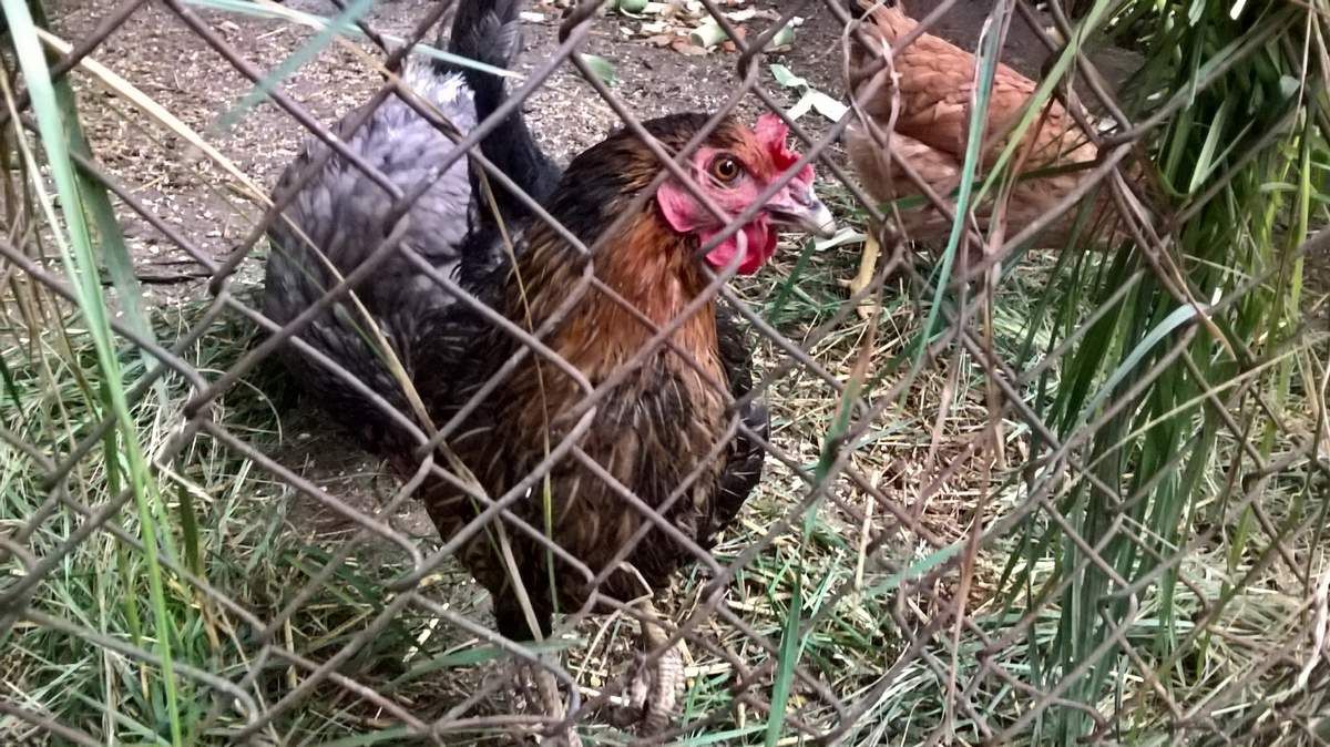 poules herbes aliment soins élever