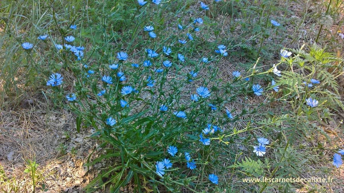 chicorée sauvage cichorium