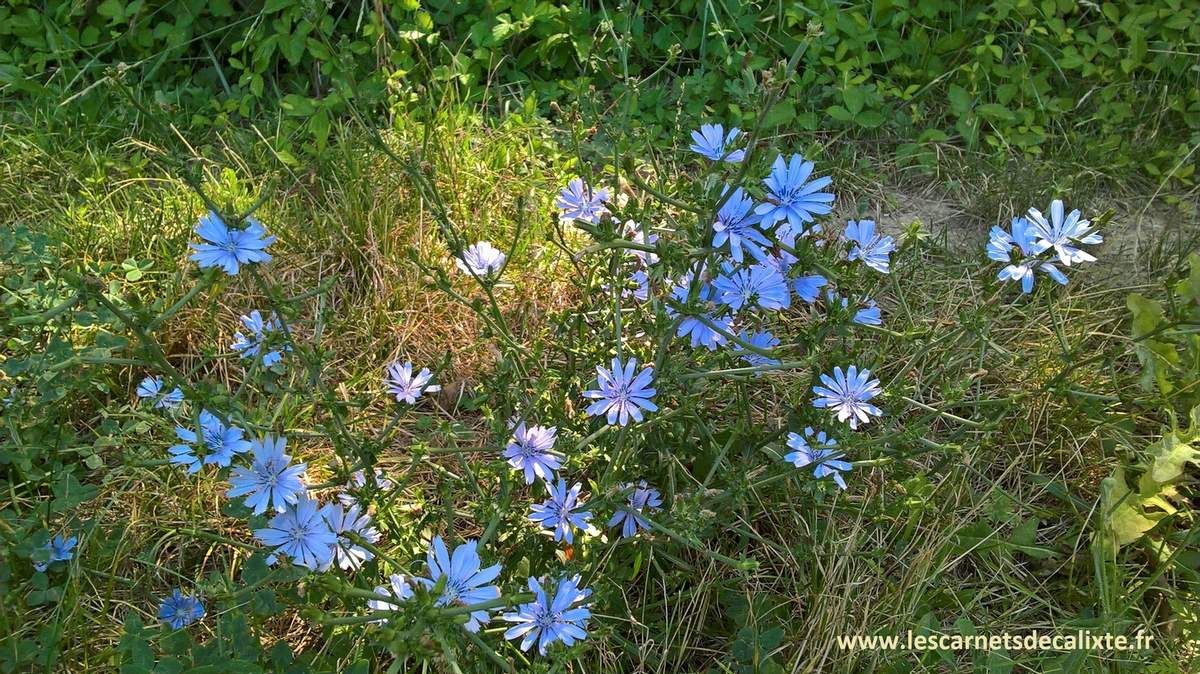 fleurs de chicorée garrigue sauvage