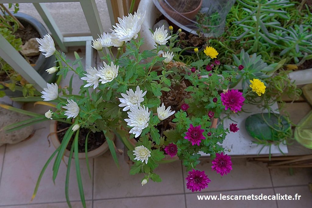 chrysanthème pot de fleurs balcon potée