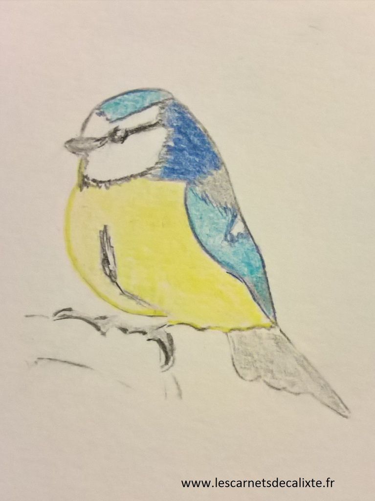 mésange bleue oiseau ville nourrir