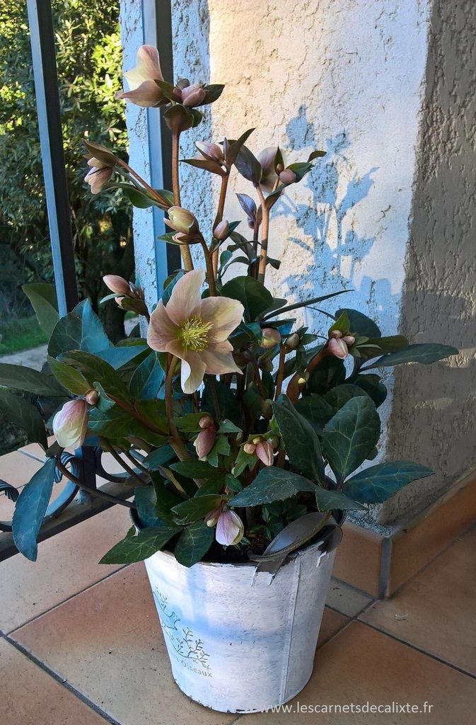 hellébore rose de Noël