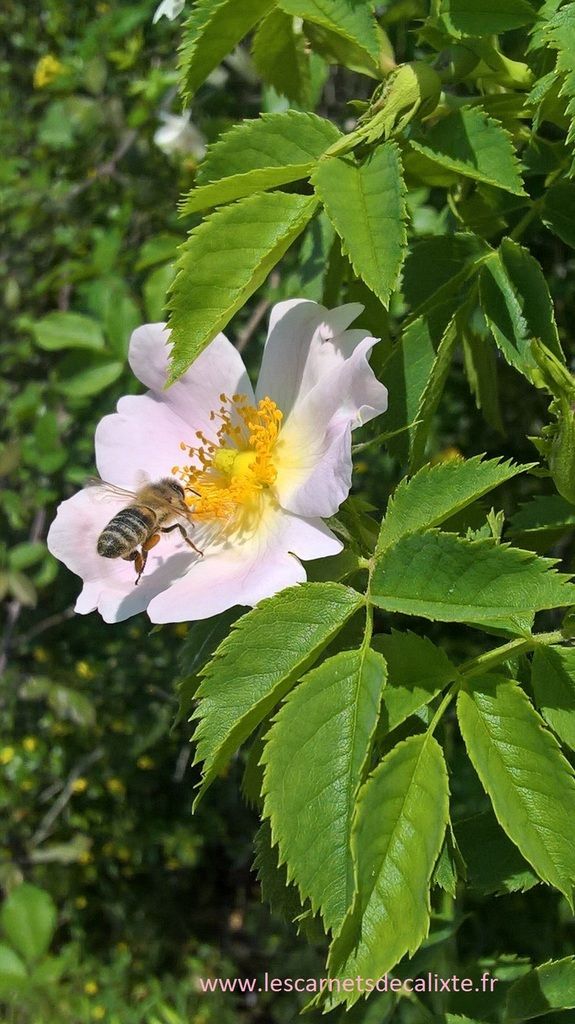 abeille sur églantier