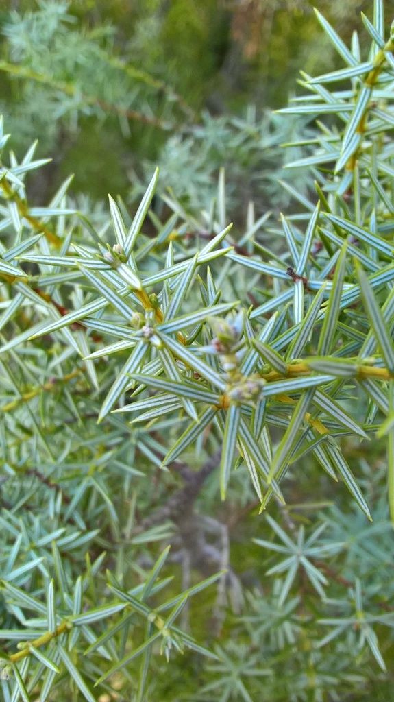 feuille cade