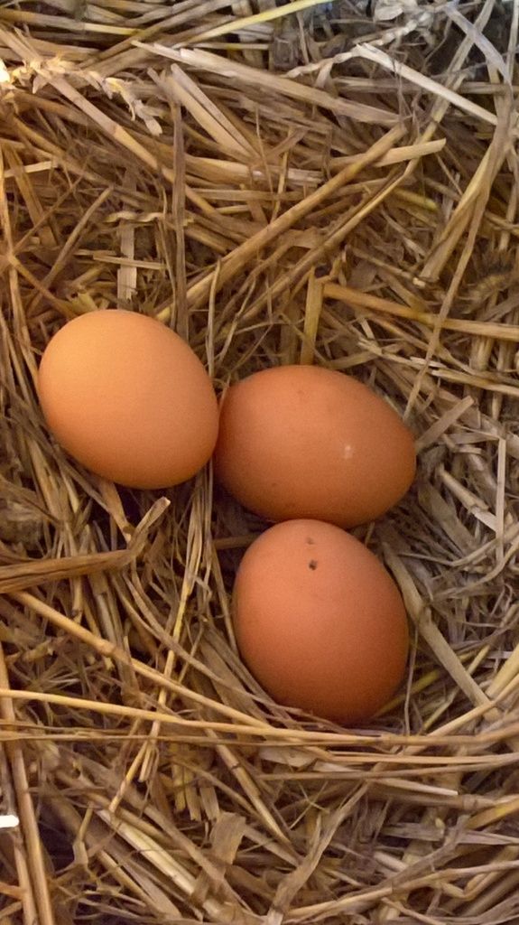 Oeufs dans un nid poule