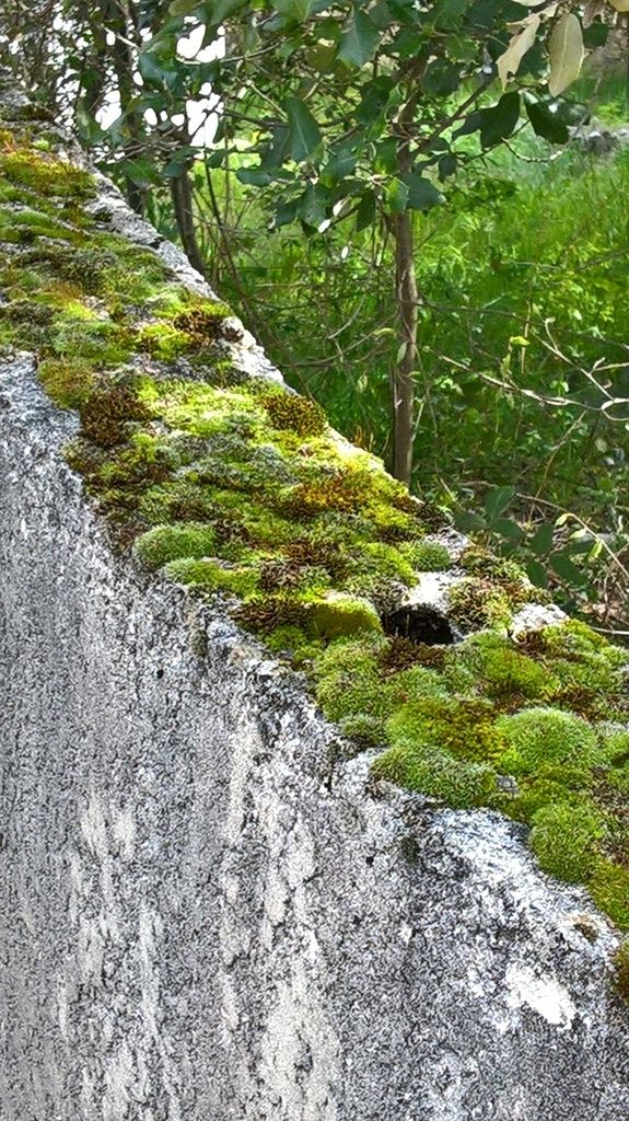 mousses mur
