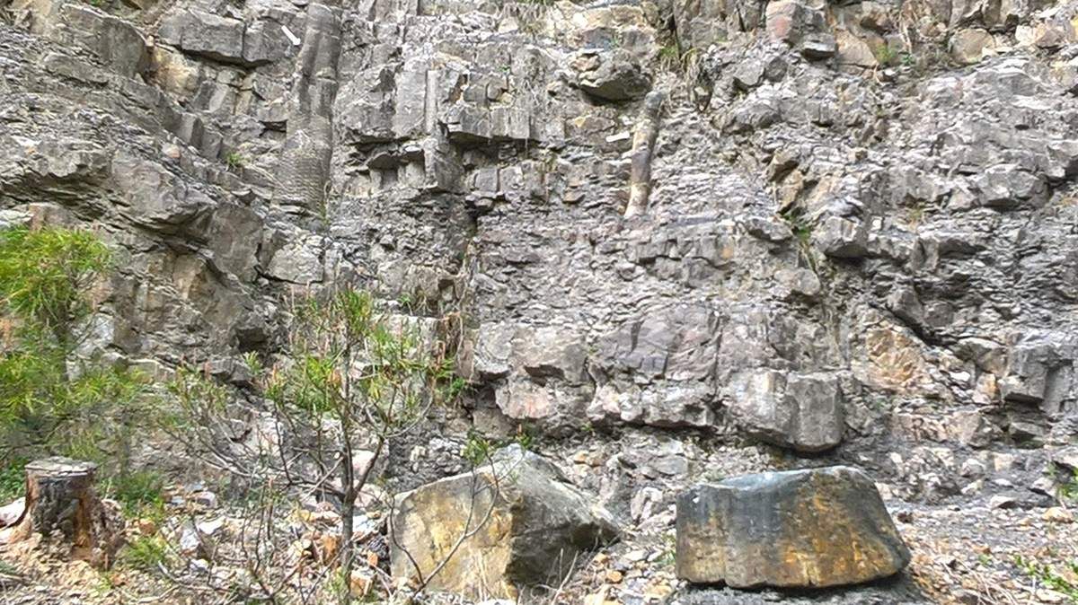 forêt fossile