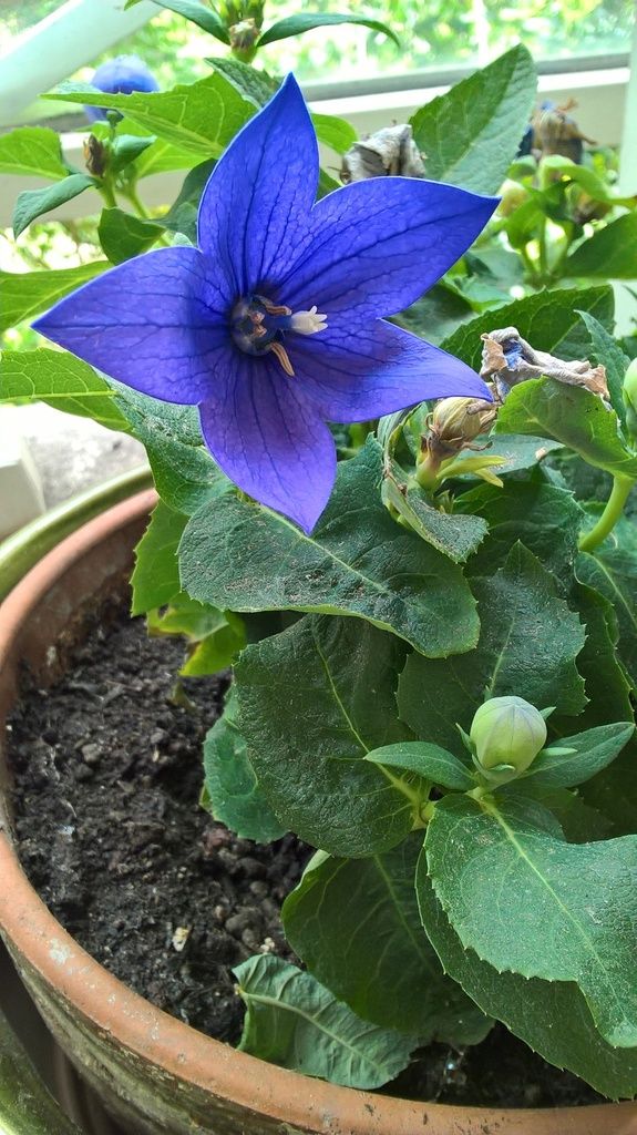 campanule à grandes fleurs