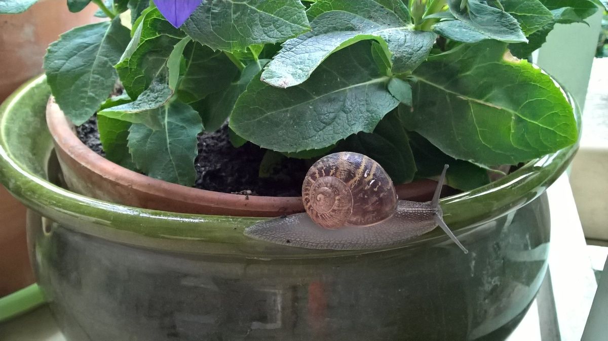 escargot sur pot