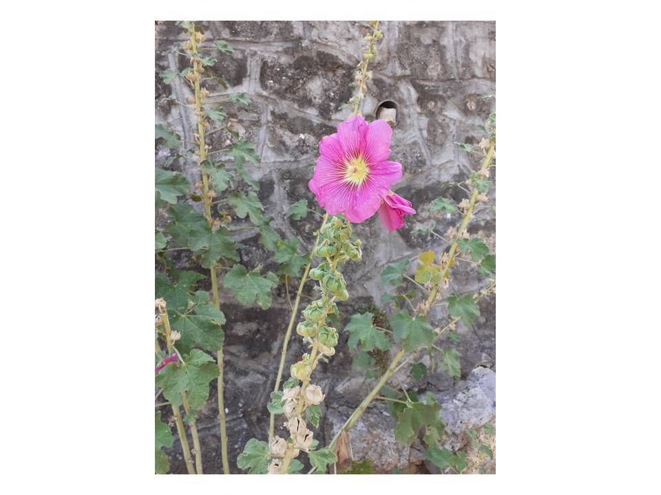 rose trémière