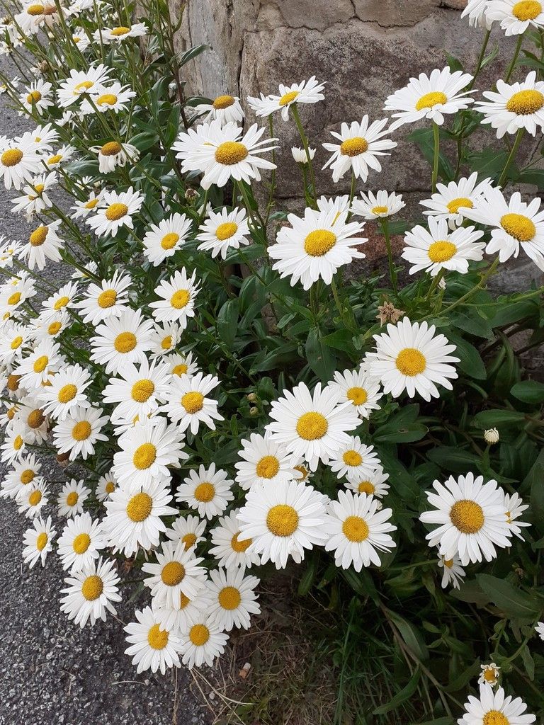 marguerite des jardins