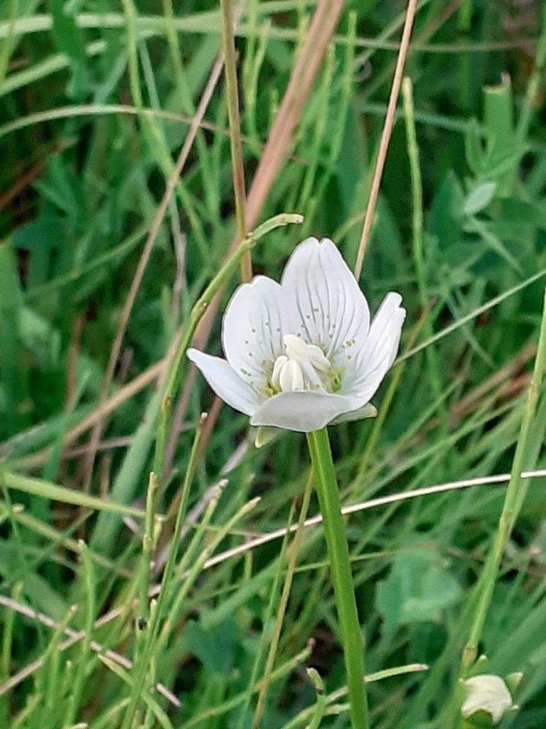 Fleurs blanches des montagnes - Les carnets de Calixte