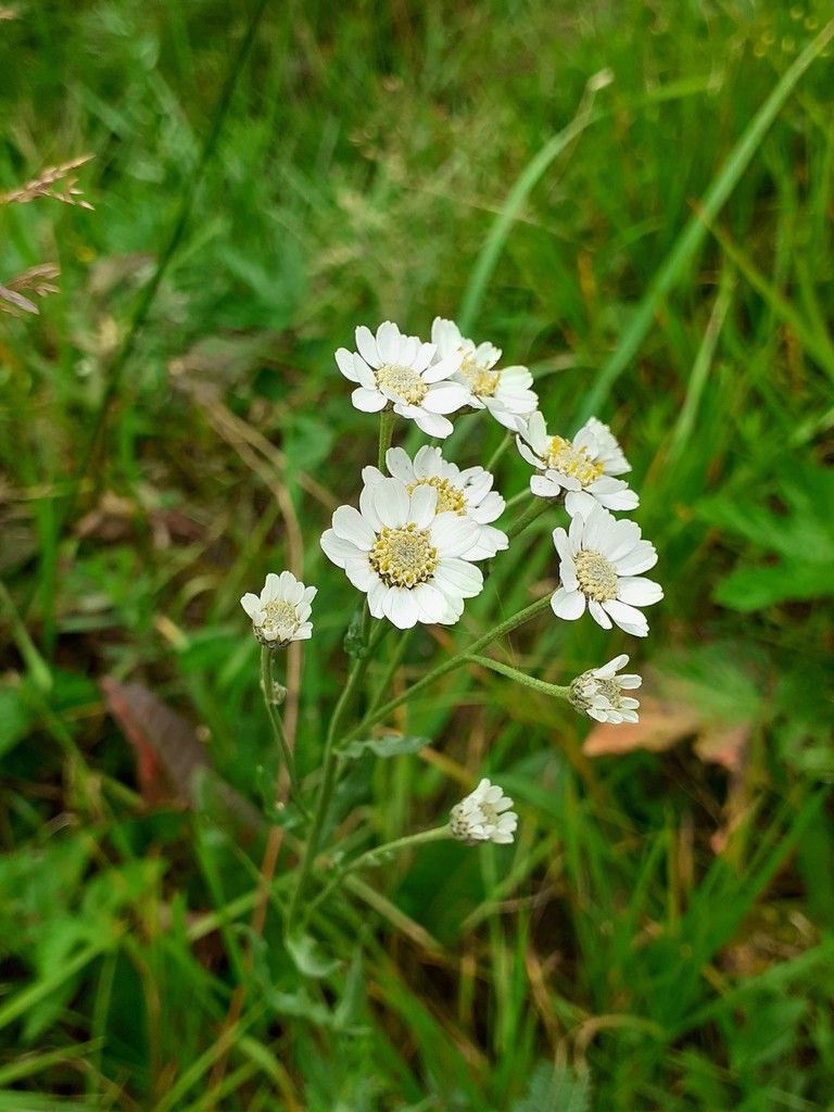 aster