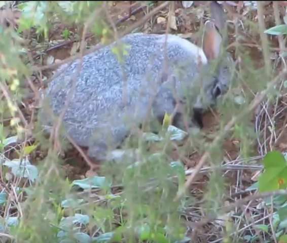 tétée lapin