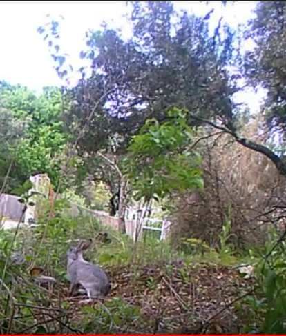 vie des lapins