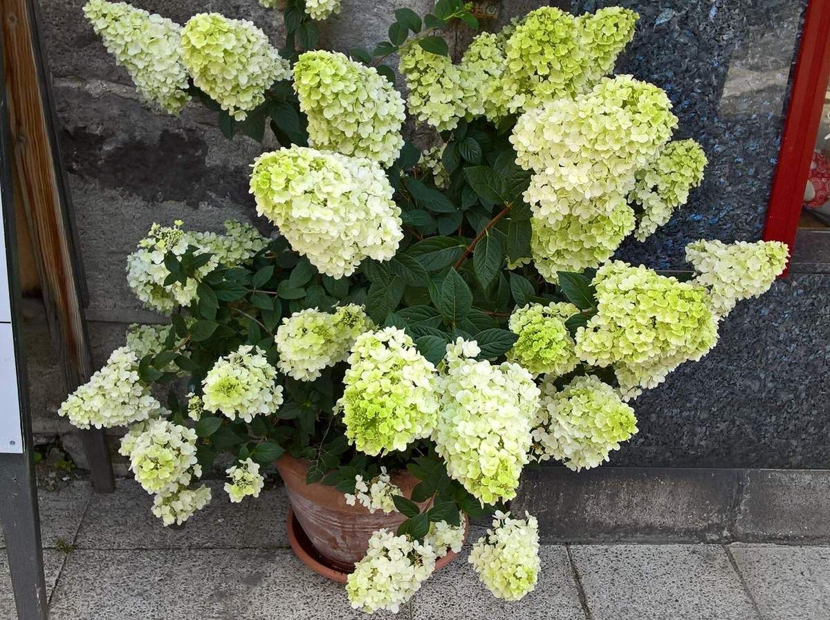 hydrangea paniculata