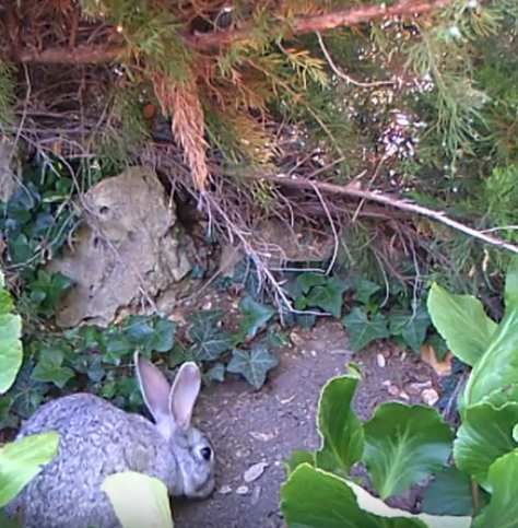 lapine